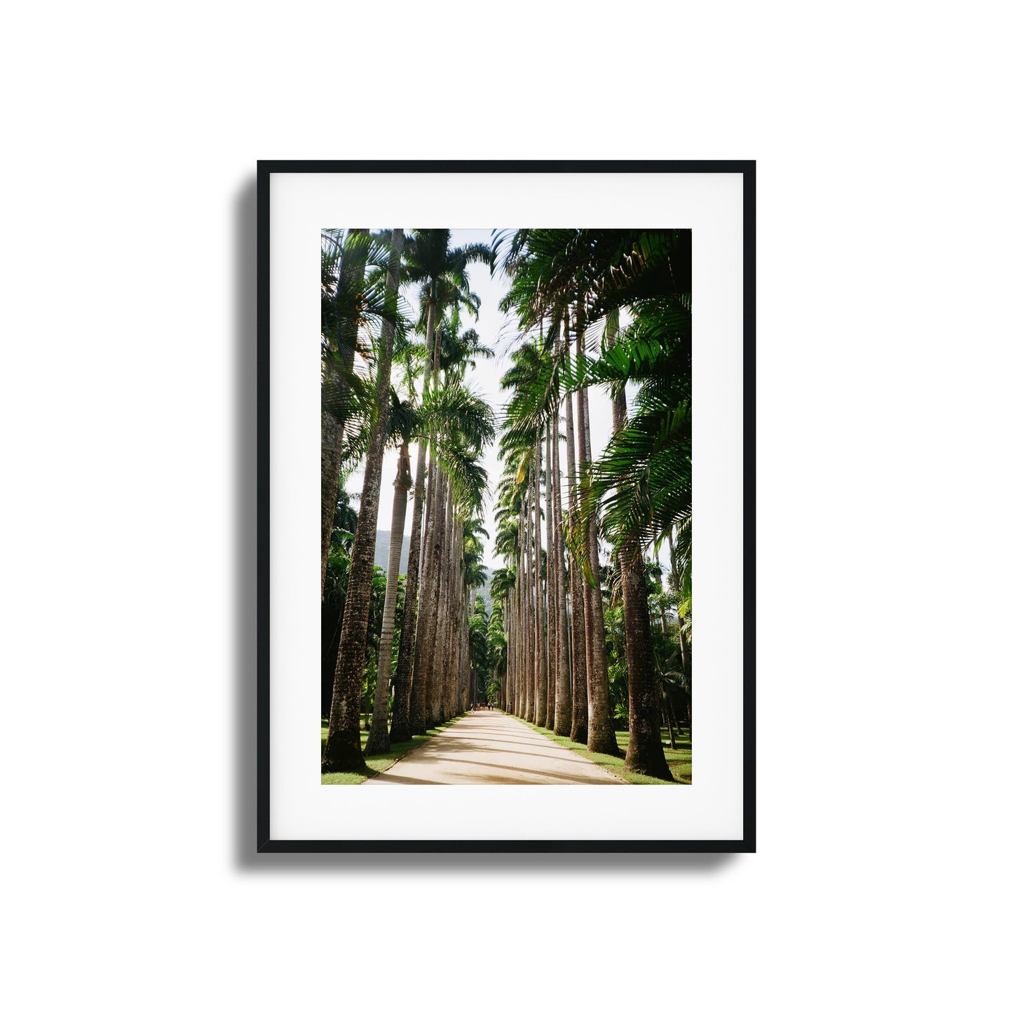 Pathway lined with tall palm trees and vibrant greenery.