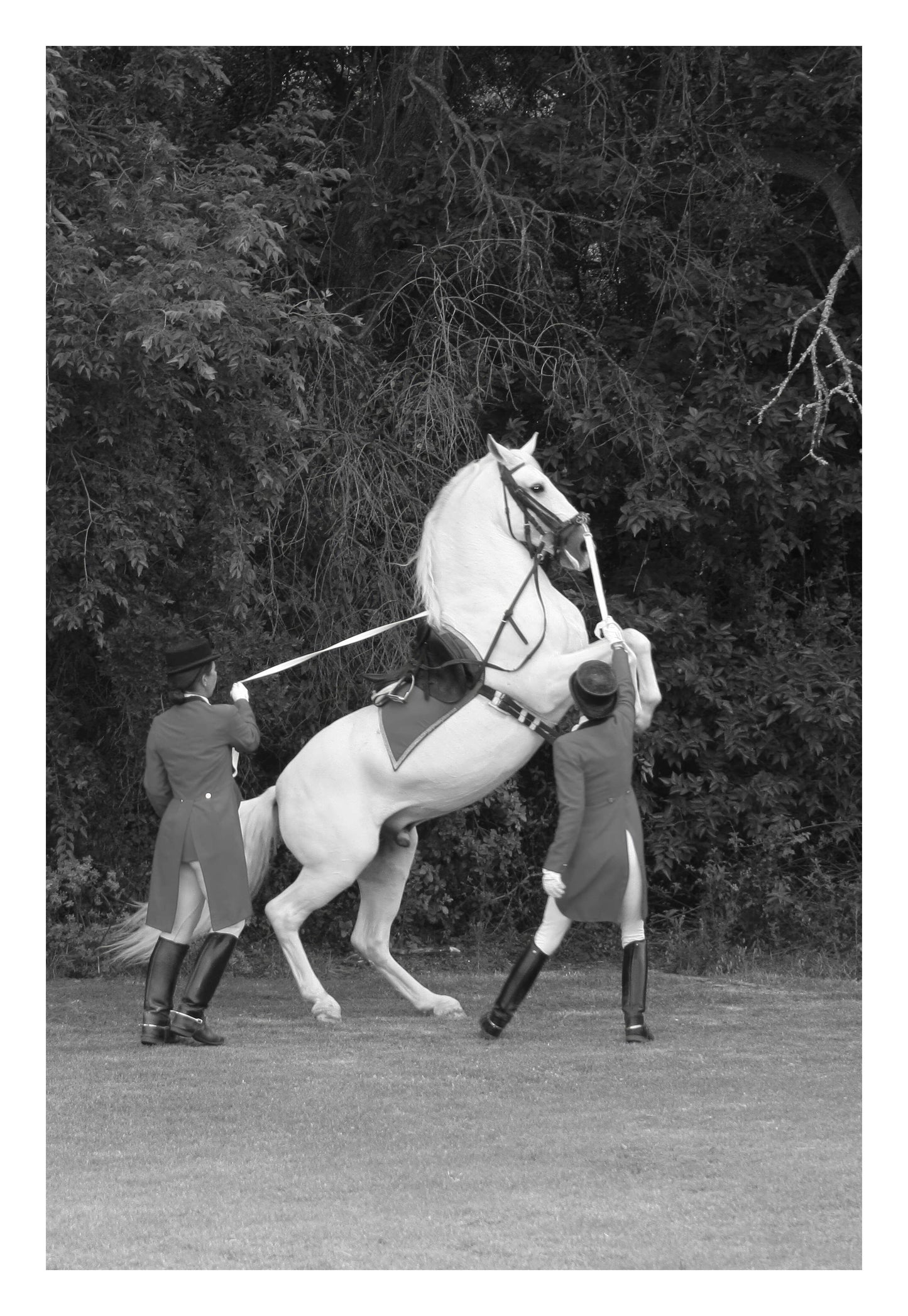 White Horse Rears Up Framed Art