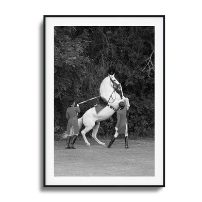 White Horse Rears Up Framed Art - Assure Spark