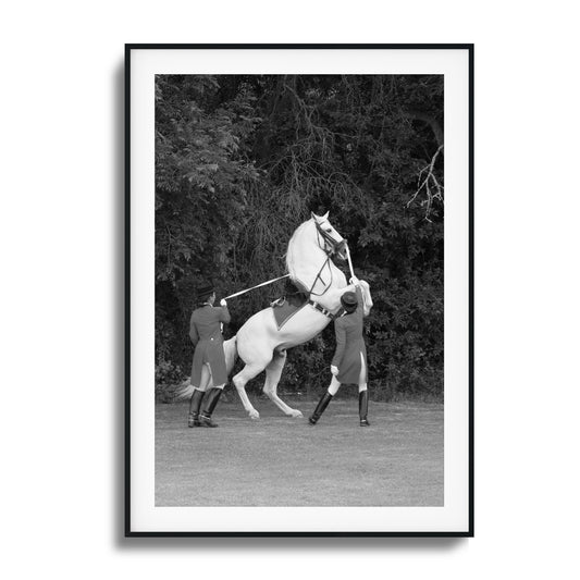 White Horse Rears Up Framed Art - Assure Spark