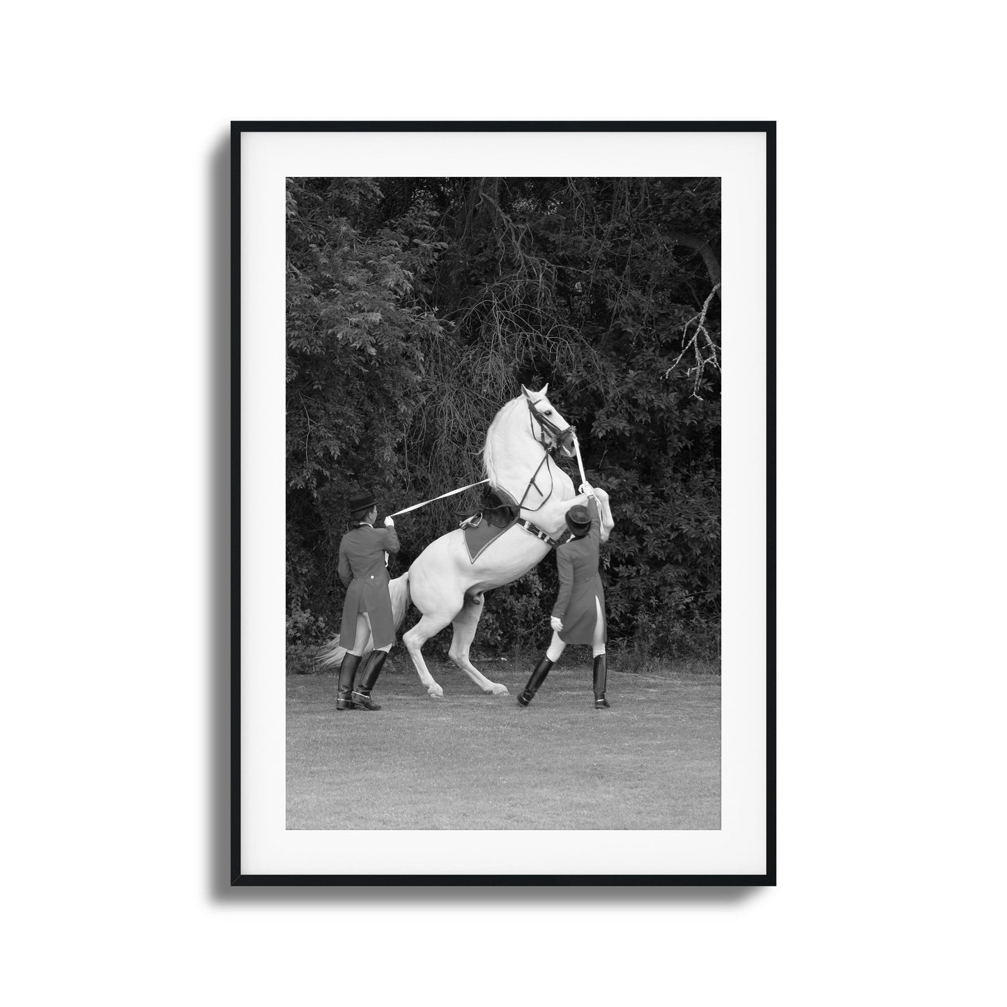 White Horse Rears Up Framed Art