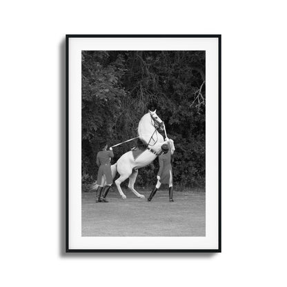 White Horse Rears Up Framed Art