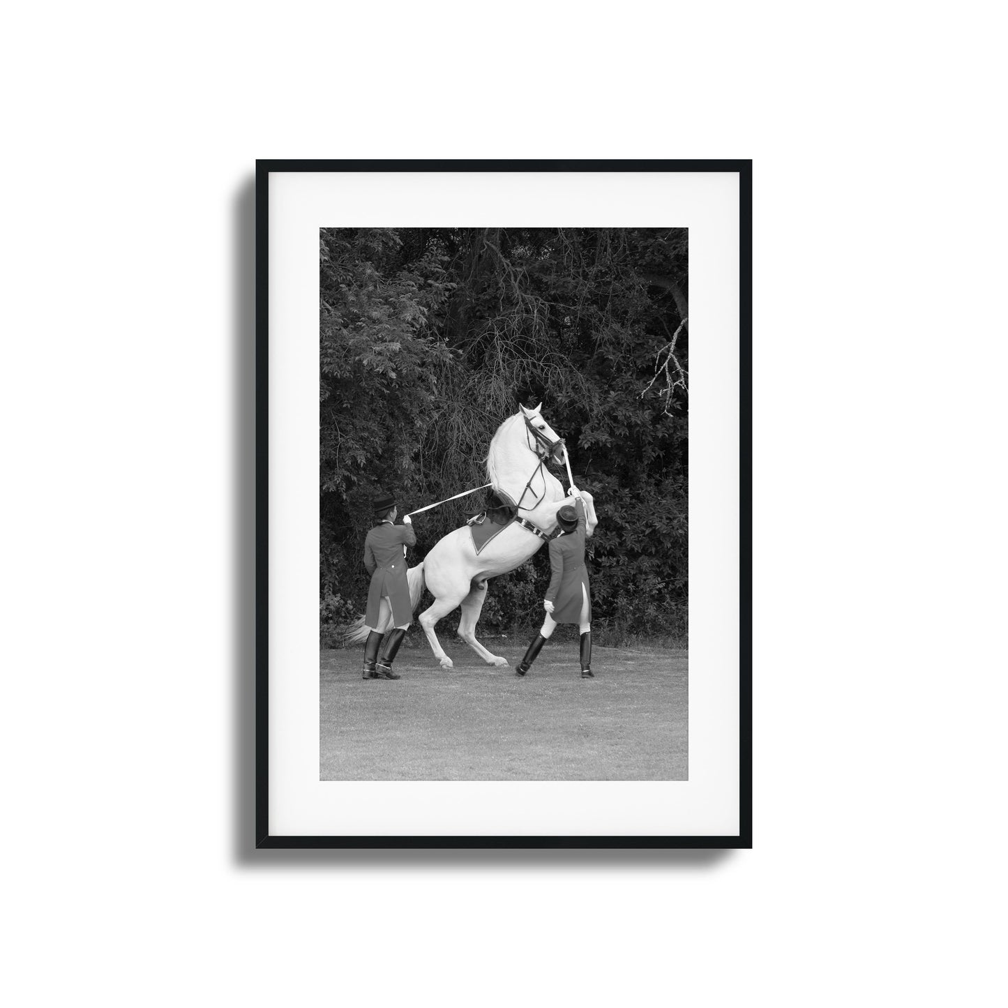 White Horse Rears Up Framed Art
