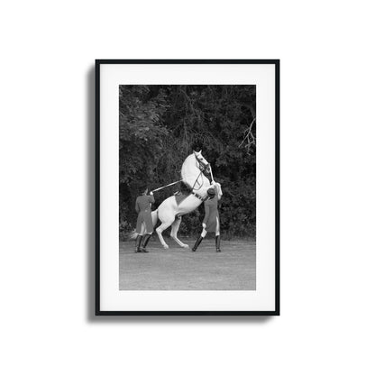 White Horse Rears Up Framed Art