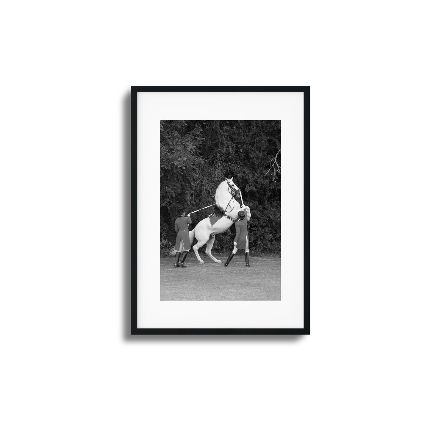 White Horse Rears Up Framed Art
