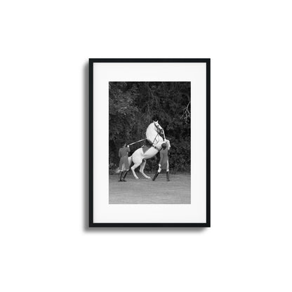 White Horse Rears Up Framed Art