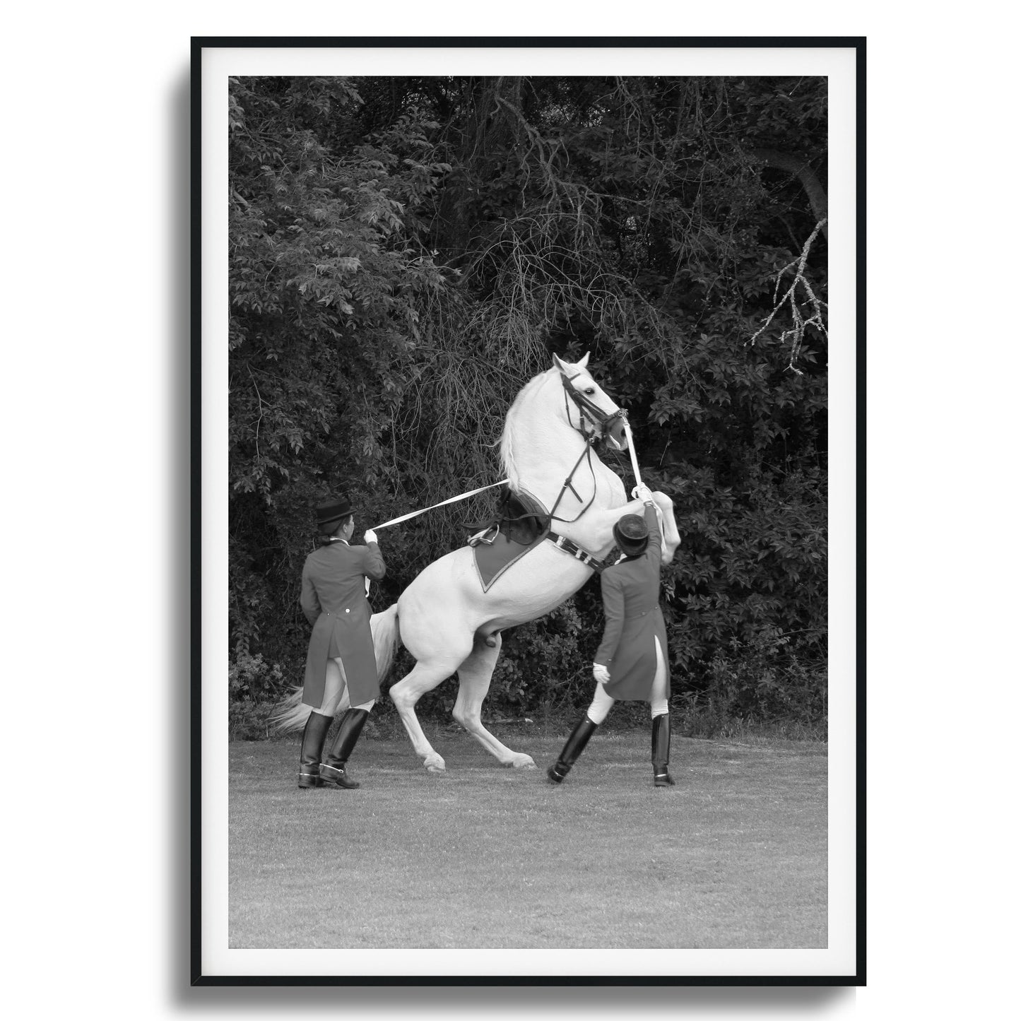 White Horse Rears Up Framed Art