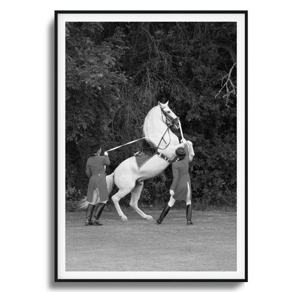 White Horse Rears Up Framed Art