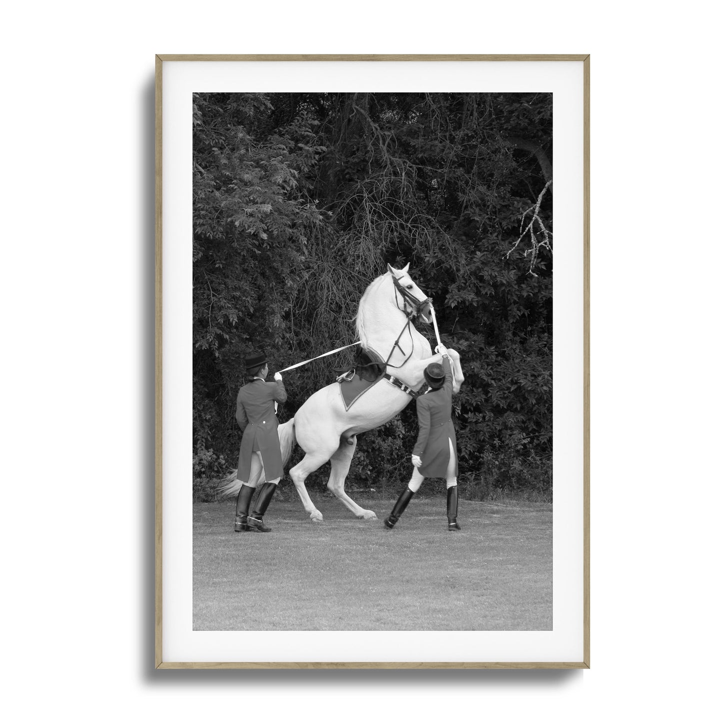 White Horse Rears Up Framed Art