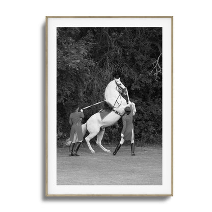 White Horse Rears Up Framed Art