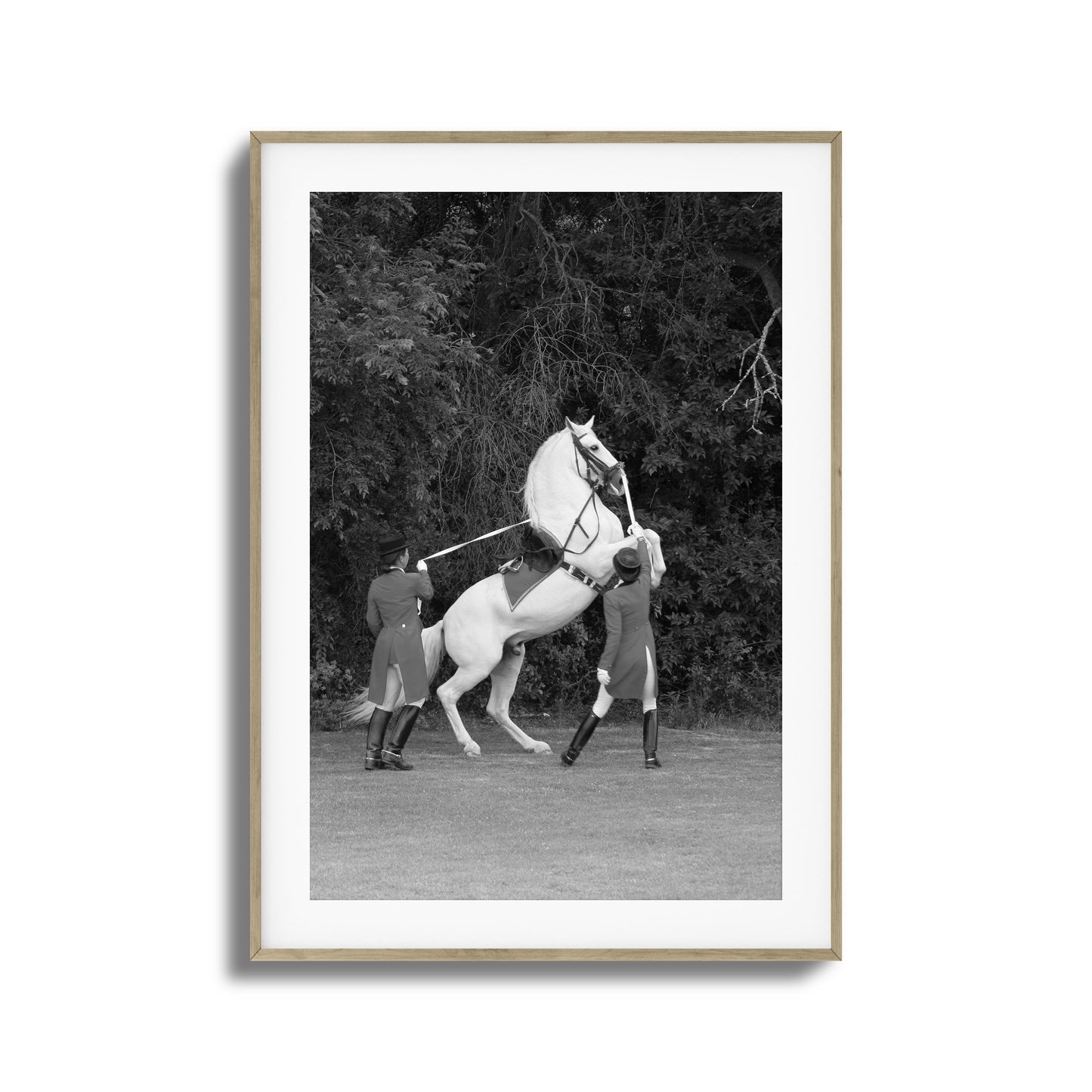 White Horse Rears Up Framed Art
