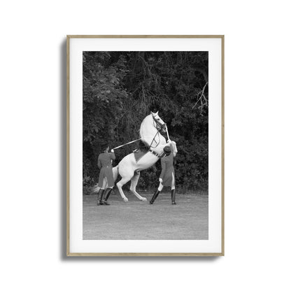 White Horse Rears Up Framed Art