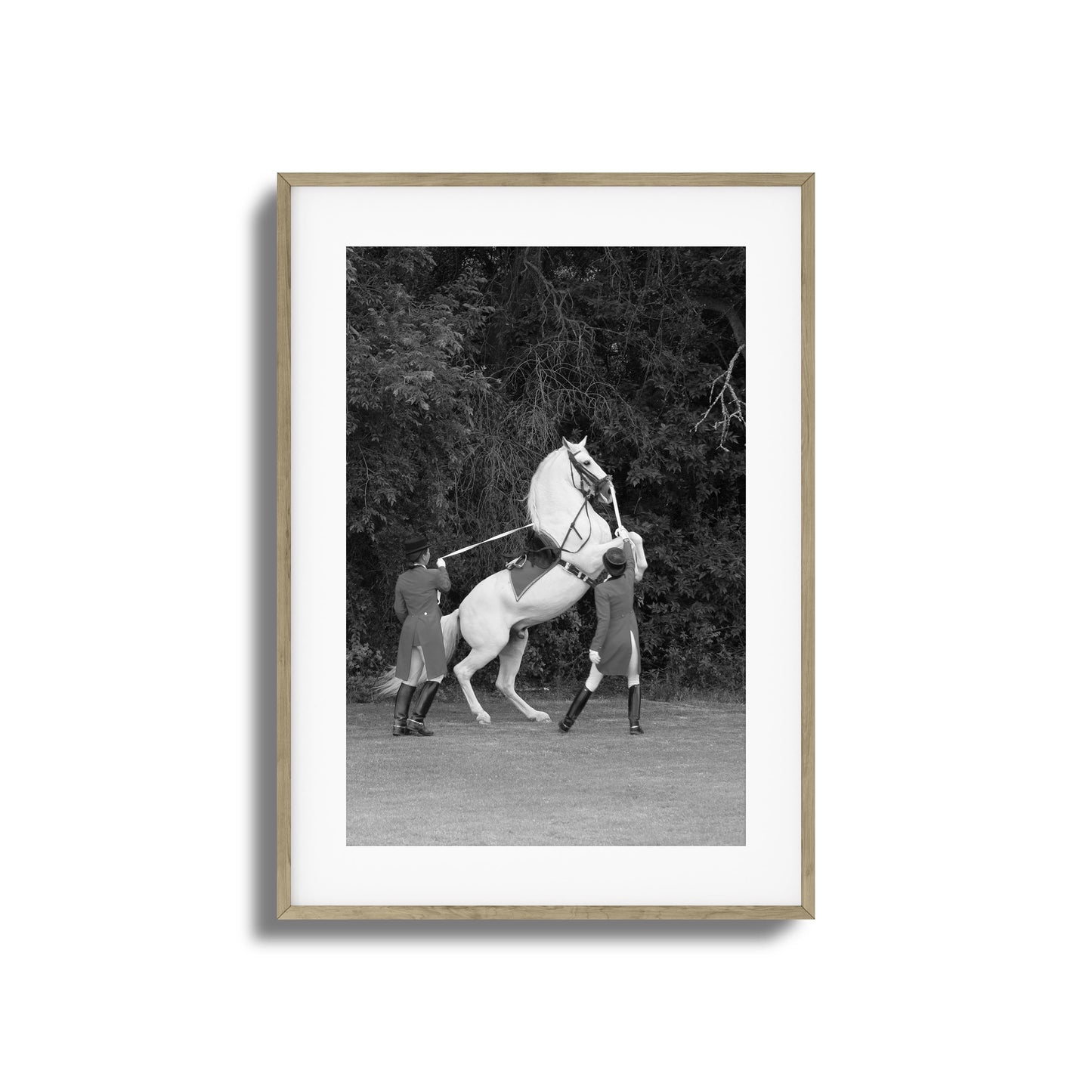 White Horse Rears Up Framed Art