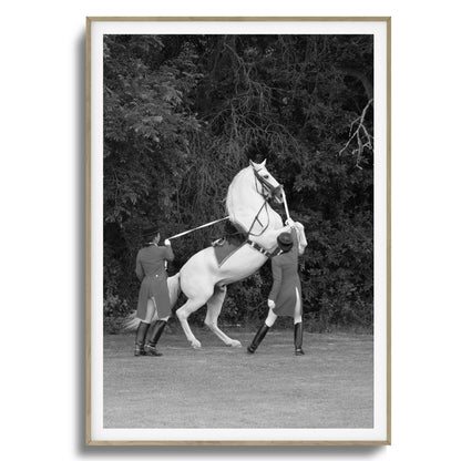 White Horse Rears Up Framed Art