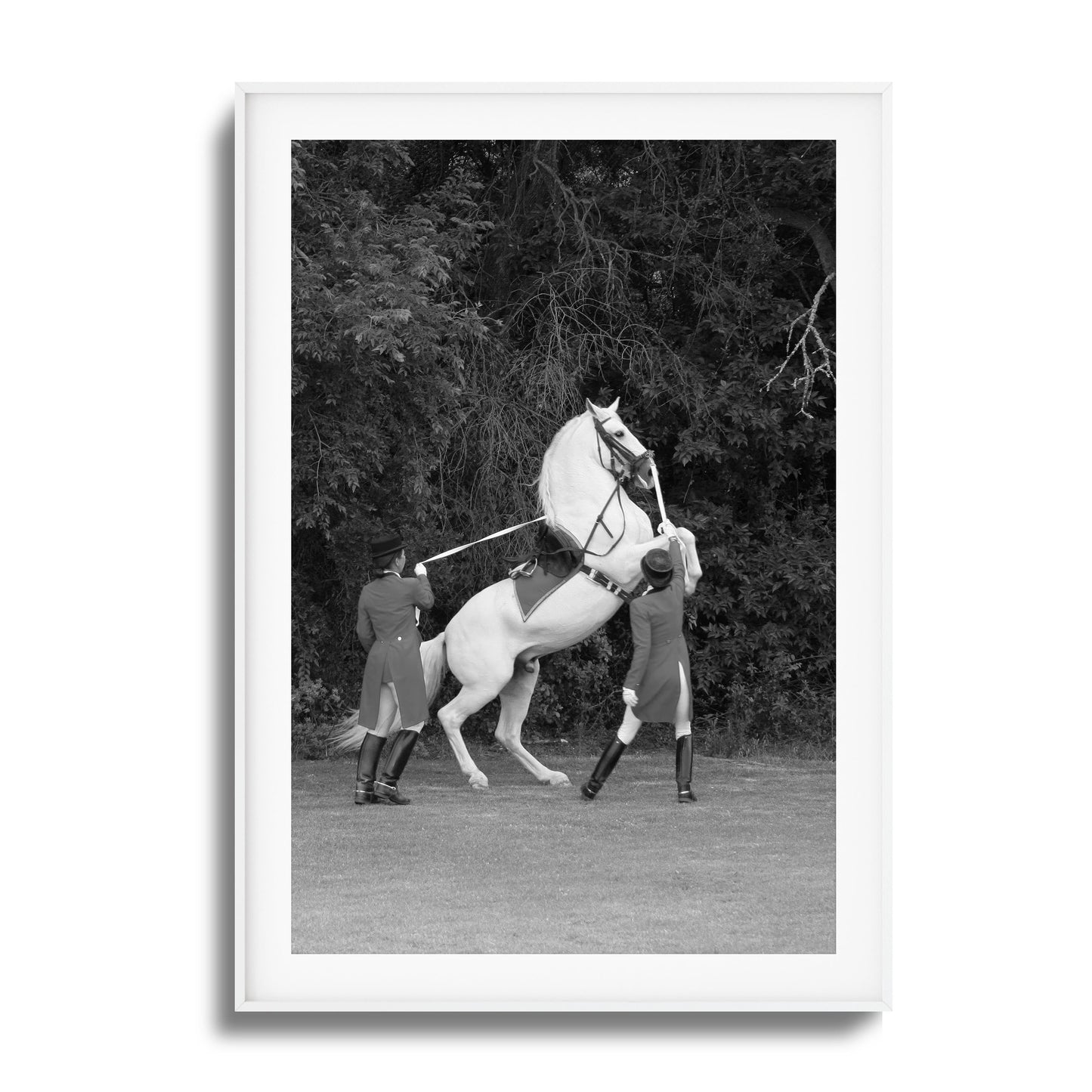 White Horse Rears Up Framed Art
