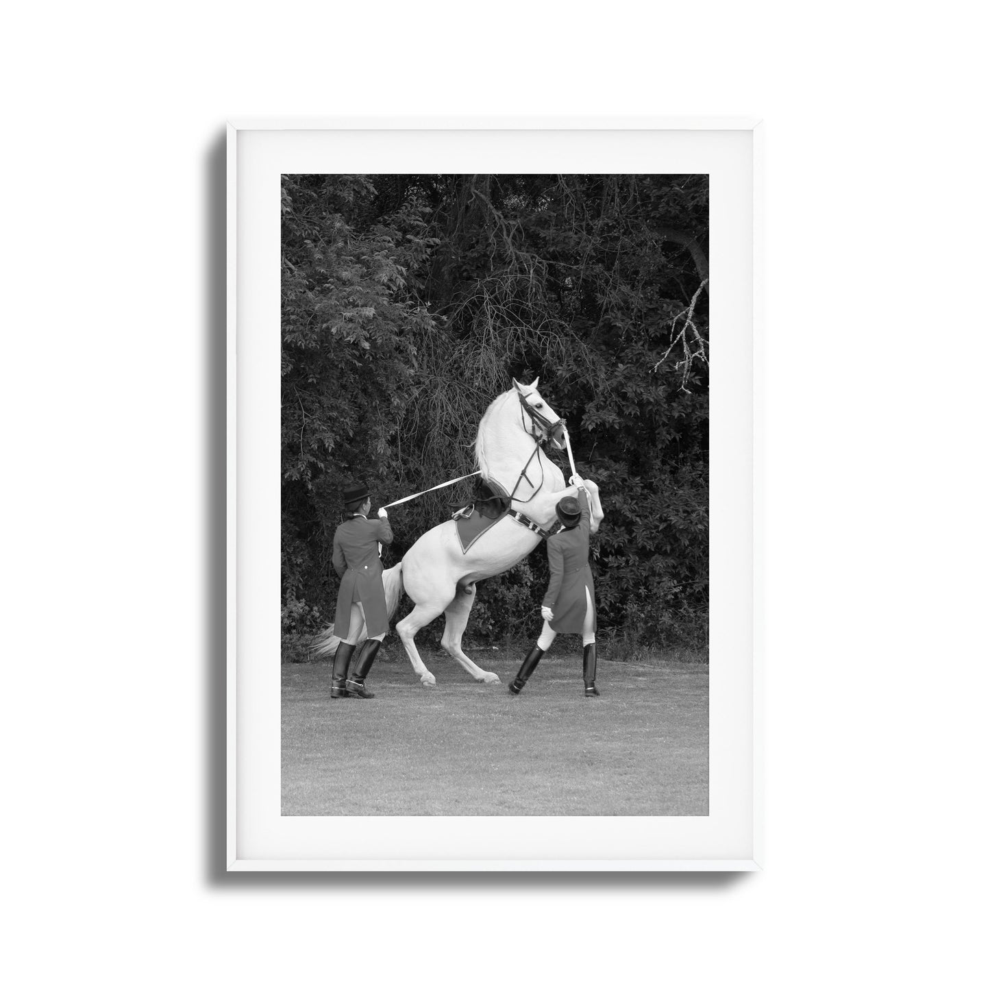 White Horse Rears Up Framed Art
