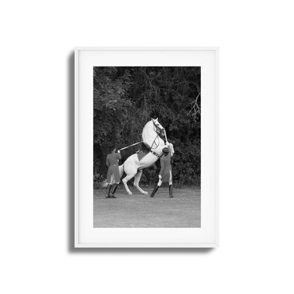 White Horse Rears Up Framed Art