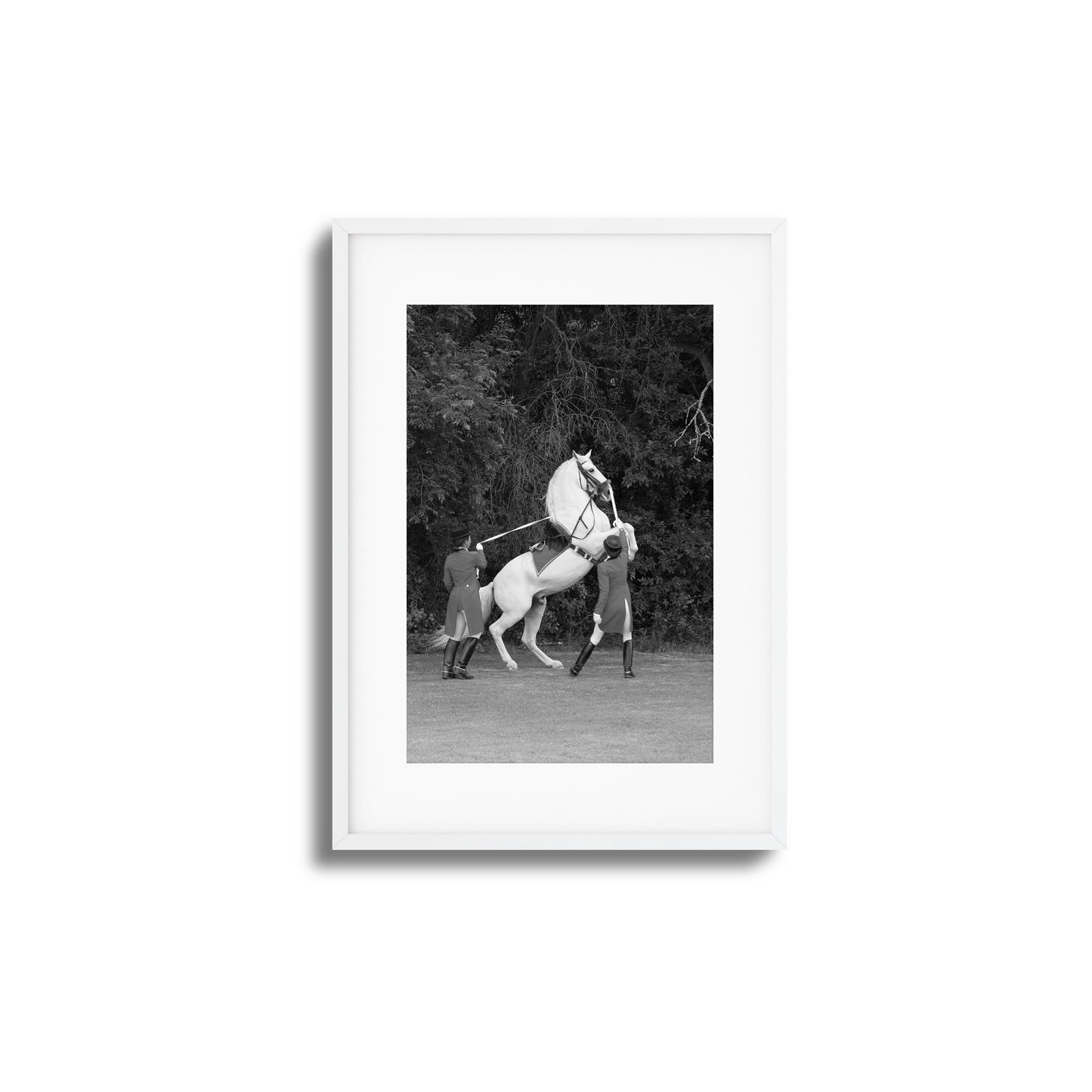 White Horse Rears Up Framed Art