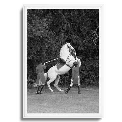 White Horse Rears Up Framed Art