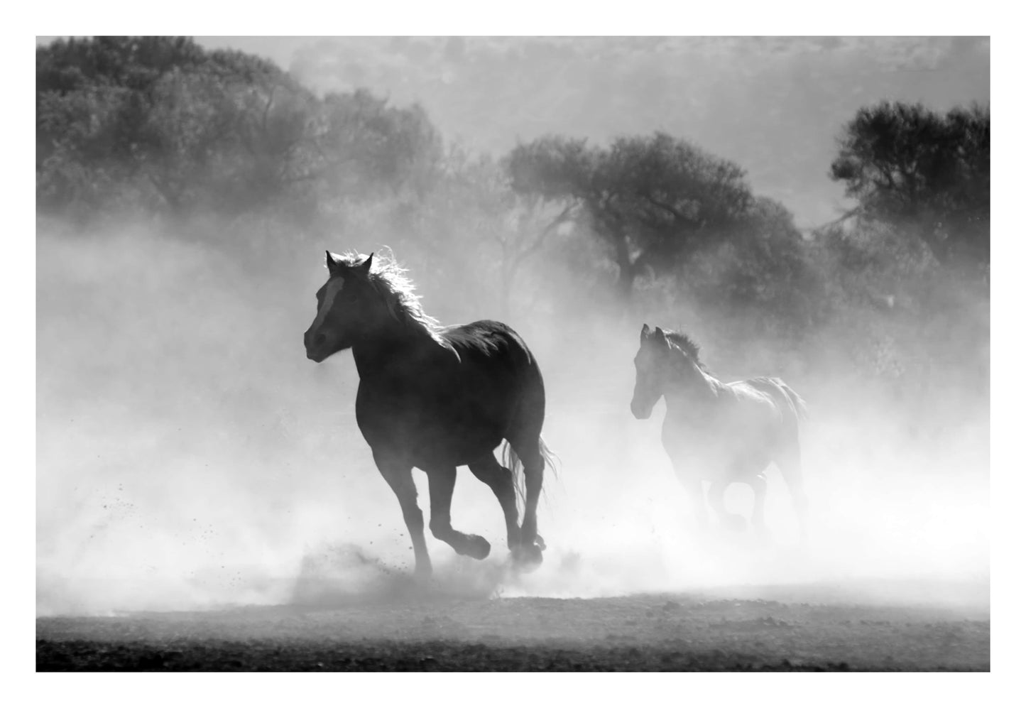 Wild Gallop Framed Art