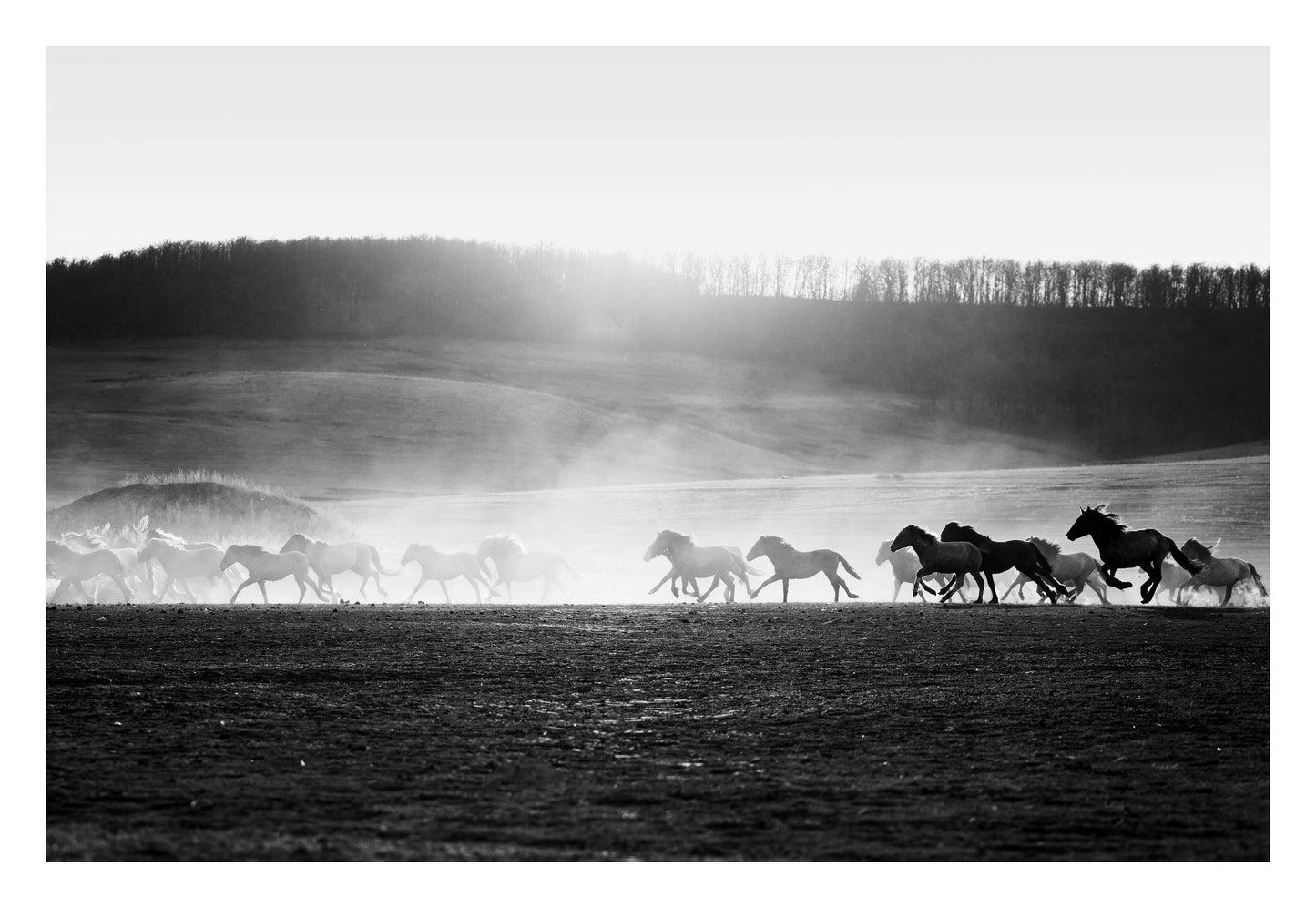 Wild Horse Stampede Framed Art