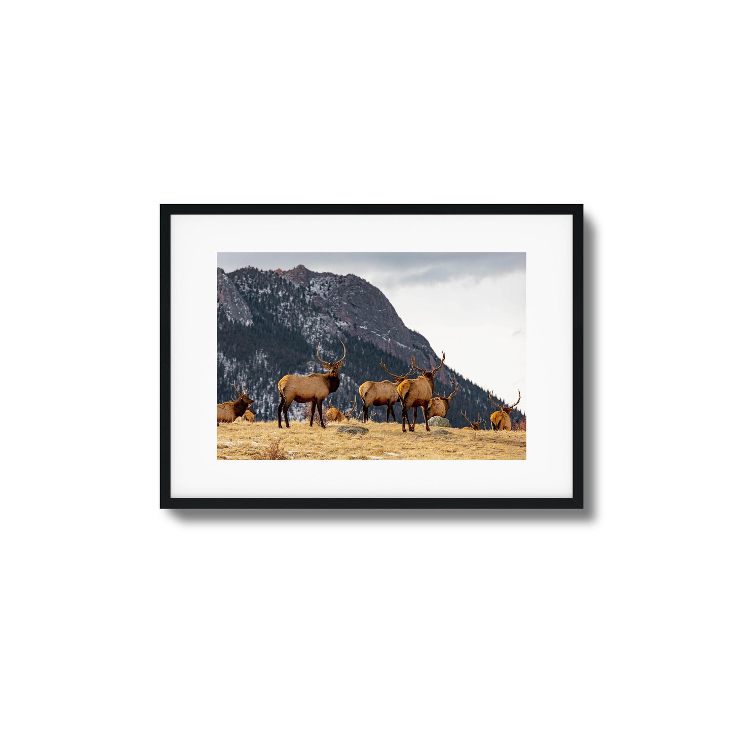 Group of elk in a field with mountains in the background