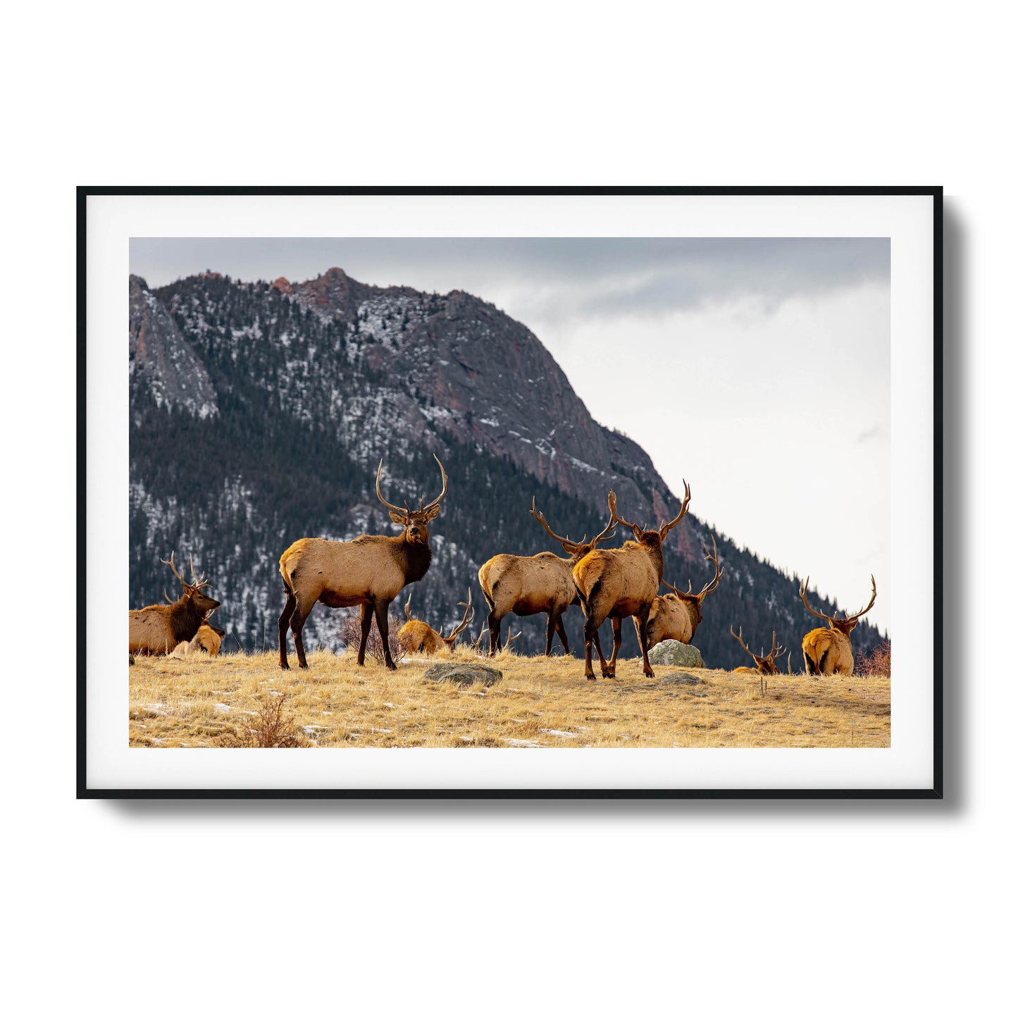 Group of elk in a field with mountains in the background