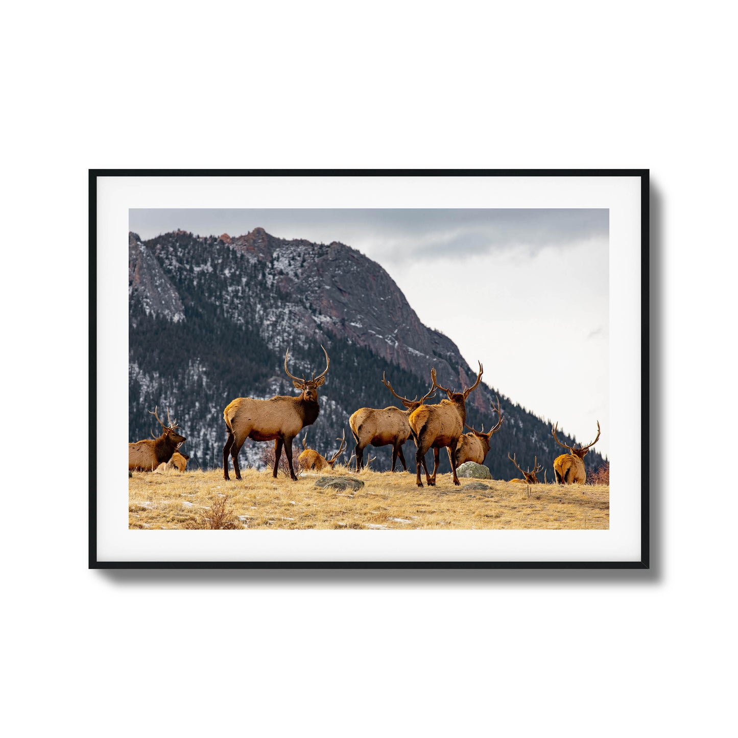 Group of elk in a field with mountains in the background