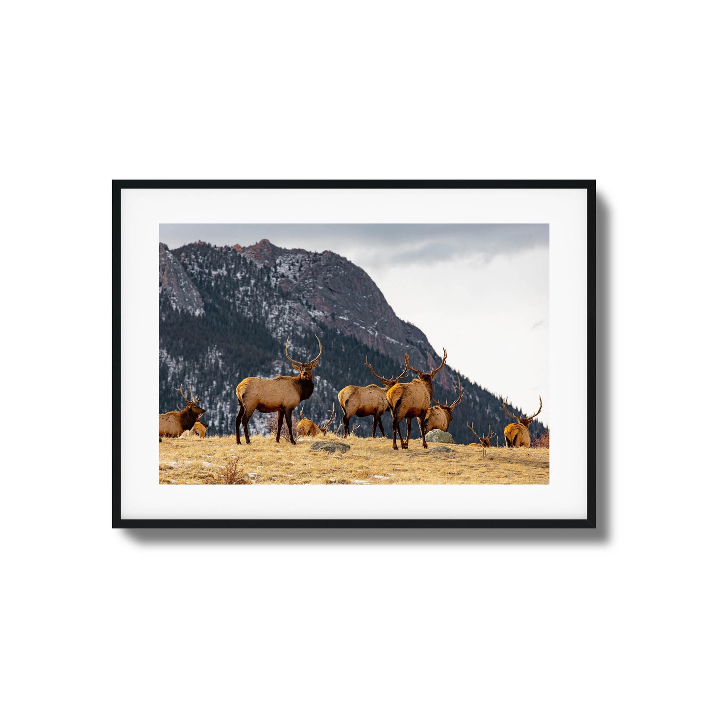 Group of elk in a field with mountains in the background