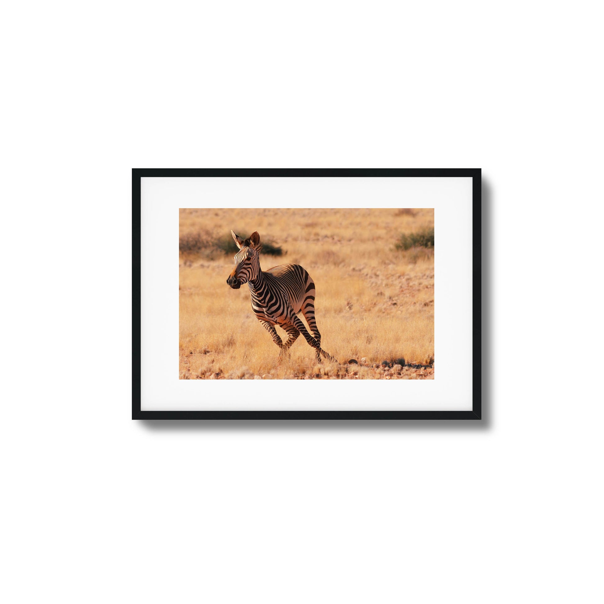 A galloping zebra in a golden savanna, perfect as a bold and natural framed art piece.