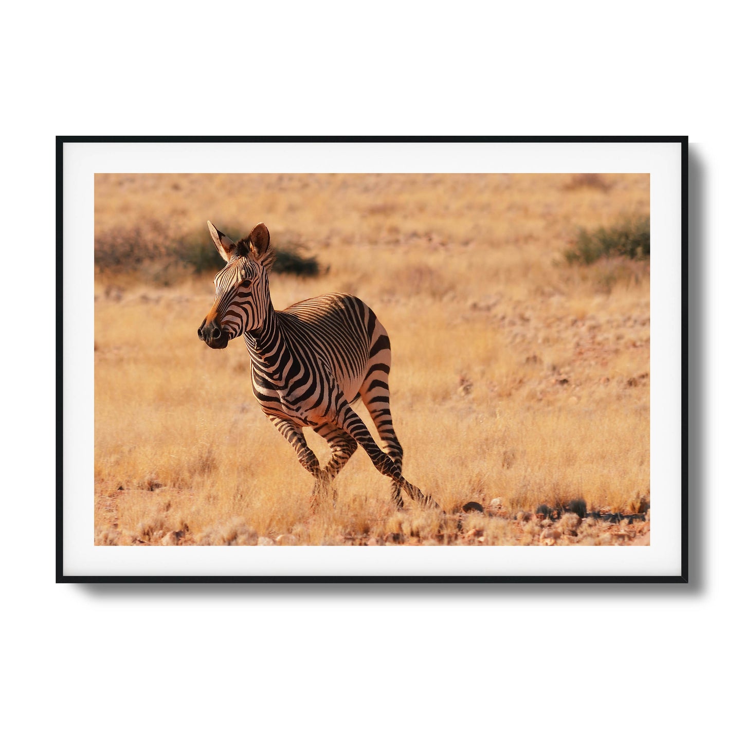 A galloping zebra in a golden savanna, perfect as a bold and natural framed art piece.