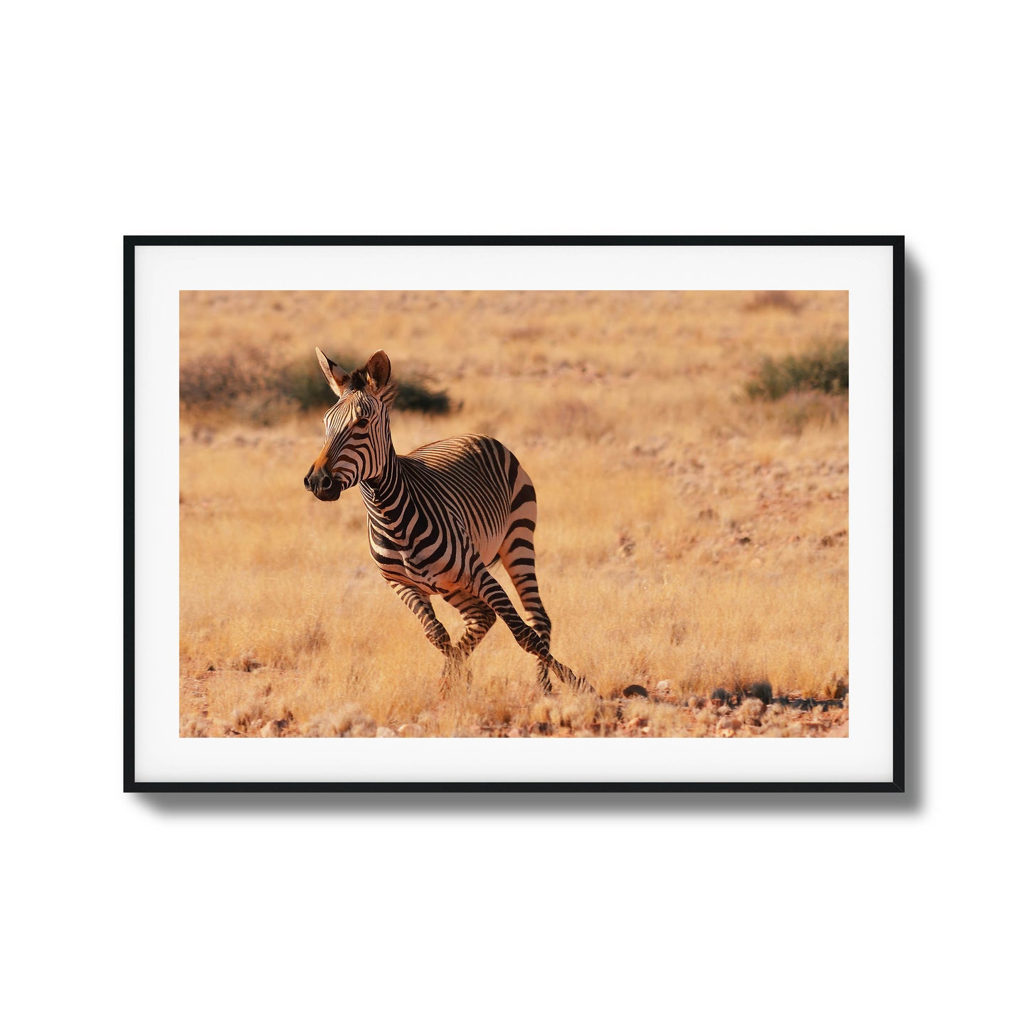 A galloping zebra in a golden savanna, perfect as a bold and natural framed art piece.