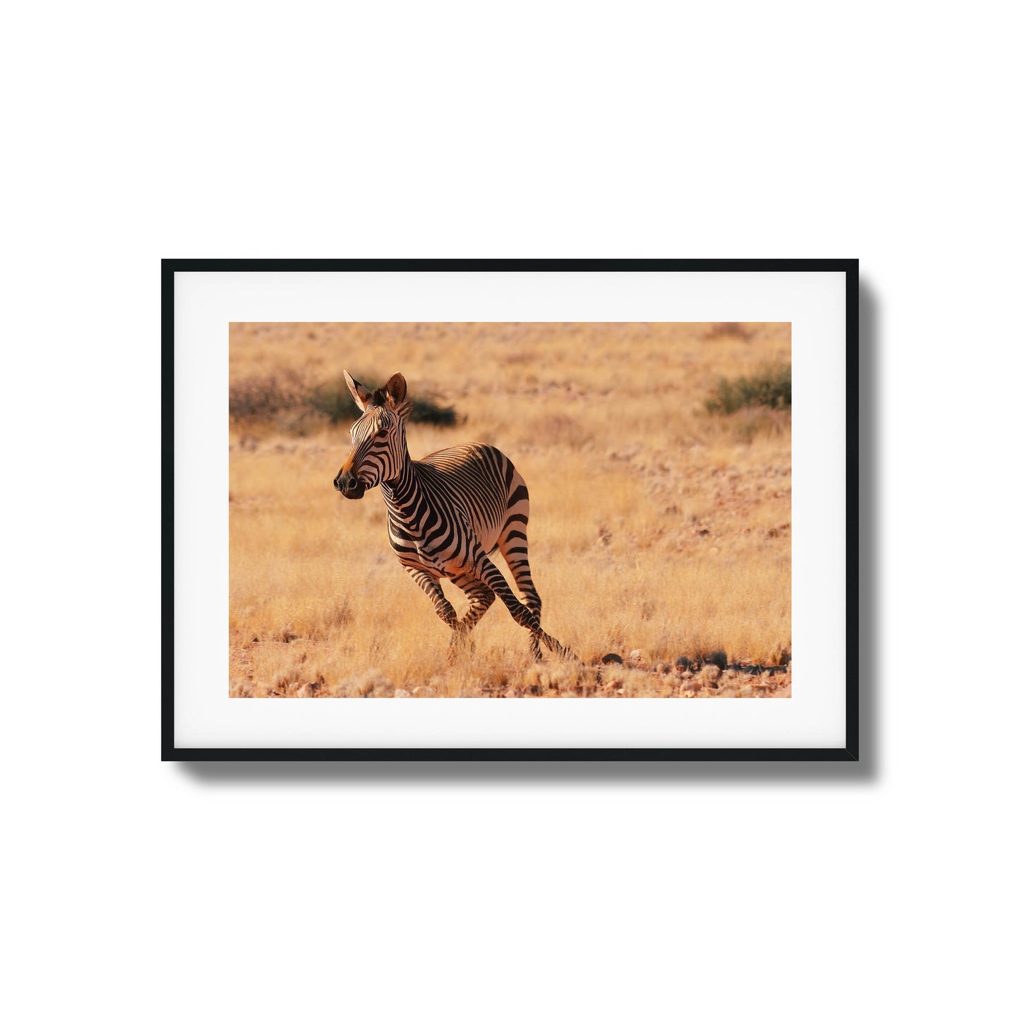 A galloping zebra in a golden savanna, perfect as a bold and natural framed art piece.